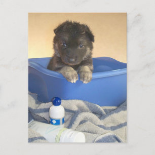 Postal Tiempo de baño de los Cachorros