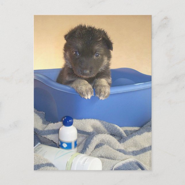 Postal Tiempo de baño de los Cachorros (Anverso)