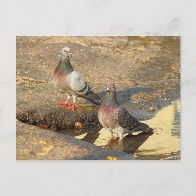 Postal Tiempo de baño para las palomas (Anverso)