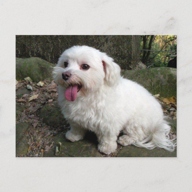 Postal Tiempo de interrupción (Anverso)