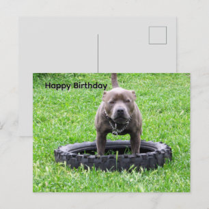 Postal Tiempo de juego del Staffordshire Bull Terrier,