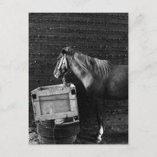 Postal Tiempo de pausa de caballo