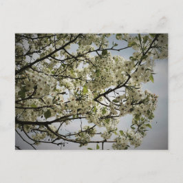 Postal Tiempo de primavera