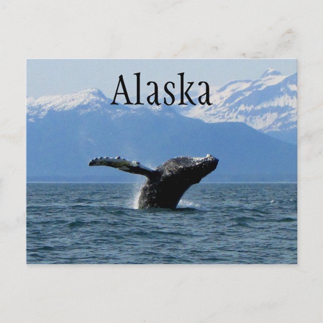 Postal Tiempo de reproducción de ballenas; Alaska (Anverso)