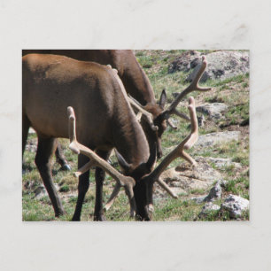 Postal Tiempo del almuerzo