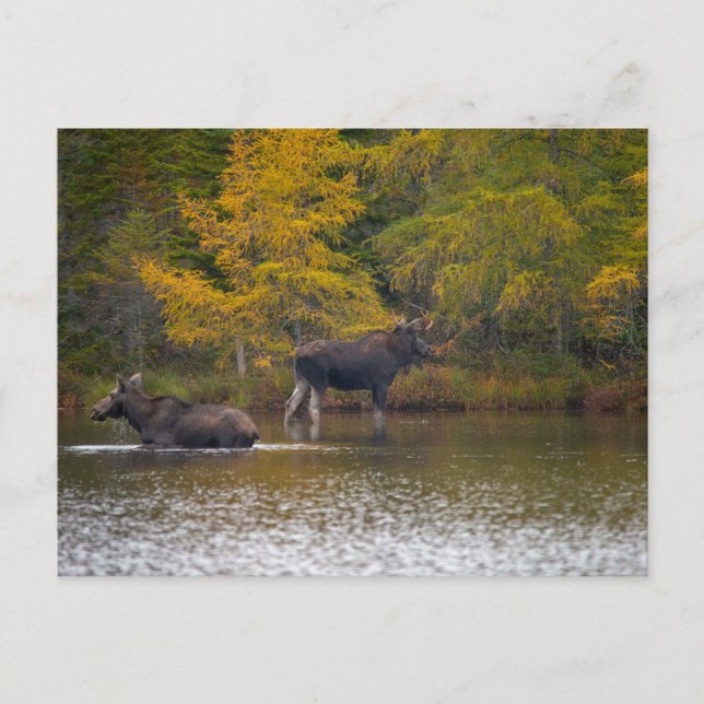 Postal Tiempo Moose Dos (Anverso)