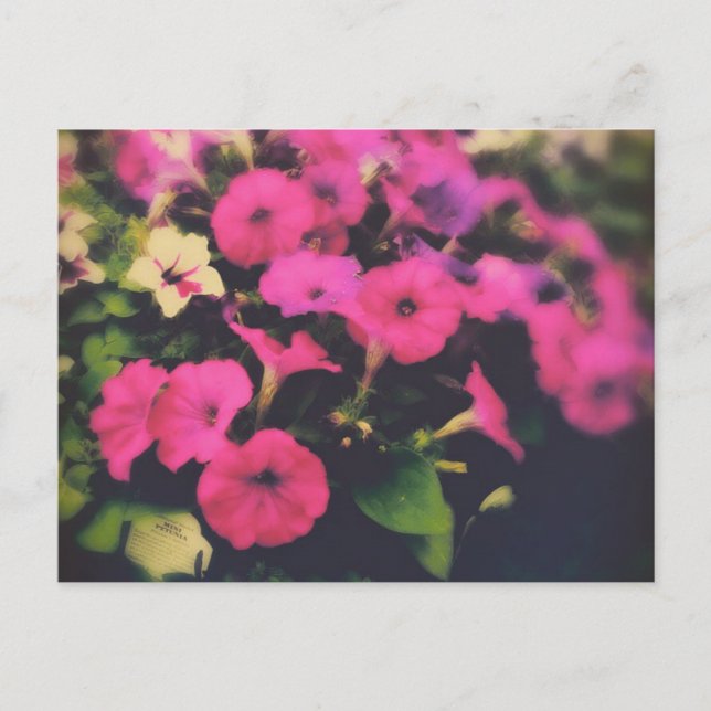 Postal Tienda de comestibles Petunia Flowers (Anverso)