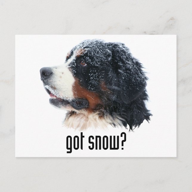 Postal ¿tiene nieve? Perro de montaña de Bernese (Anverso)