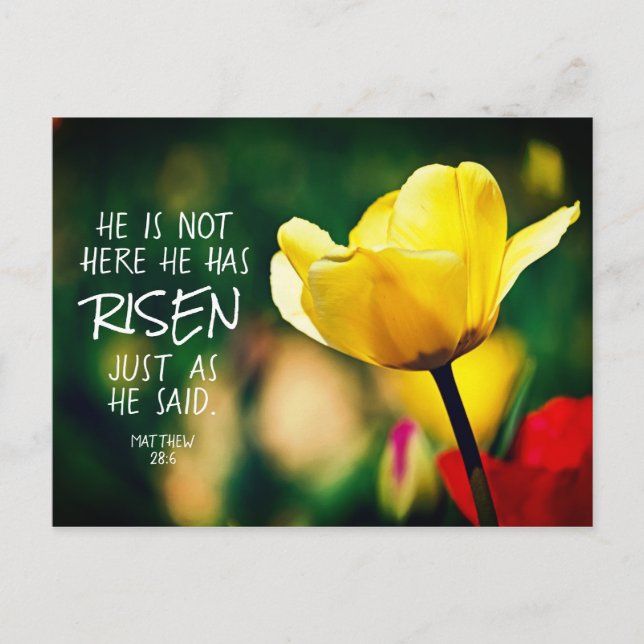 Postal Tiene RISEN Biblia Verse Tulips Pascua (Anverso)