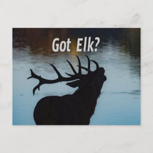 Postal ¿Tienes a Elk? Humor divertido de Hunter