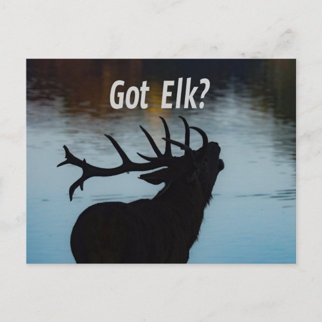 Postal ¿Tienes a Elk? Humor divertido de Hunter (Anverso)