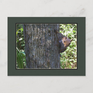 Postal ¿¿¿Tienes nueces???