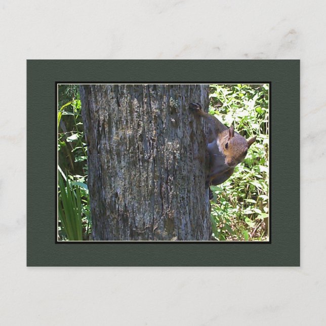 Postal ¿¿¿Tienes nueces??? (Anverso)