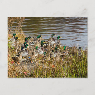 Postal ¿Tienes patos?