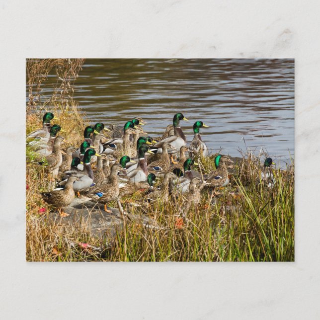 Postal ¿Tienes patos? (Anverso)