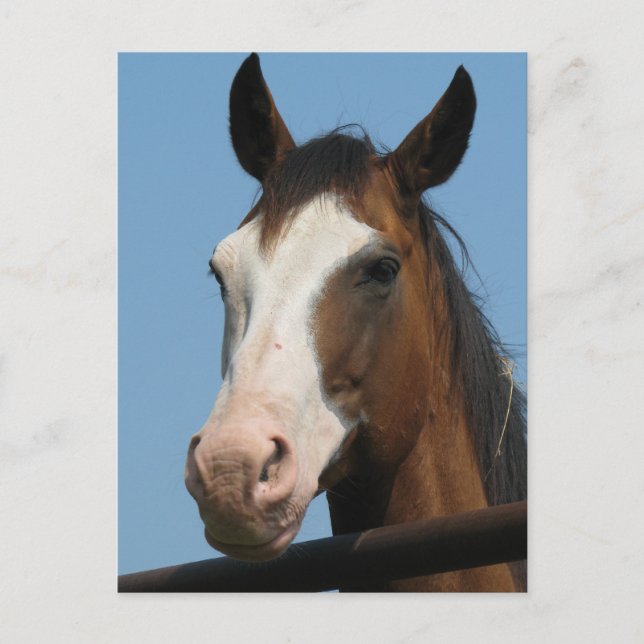 Postal ¿Tienes zanahorias? (Anverso)