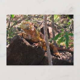 Postal Tierra Iguana, Isla Seymour Norte, Galápagos