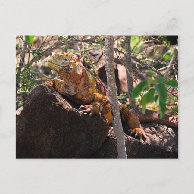 Postal Tierra Iguana, Isla Seymour Norte, Galápagos (Anverso)