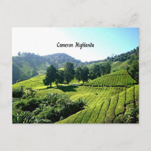 Postal Tierras Altas de Cameron, Plantación de Té, Malasi