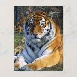Postal Tiger