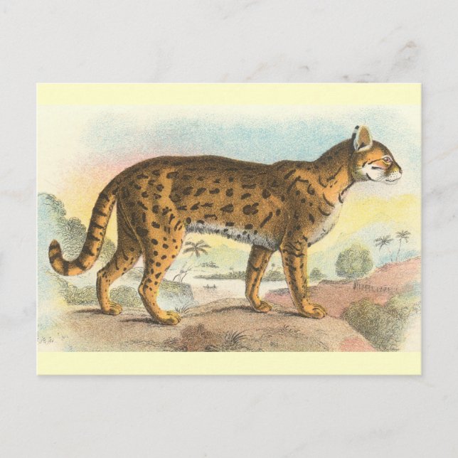 Postal Tiger-Cat (Anverso)