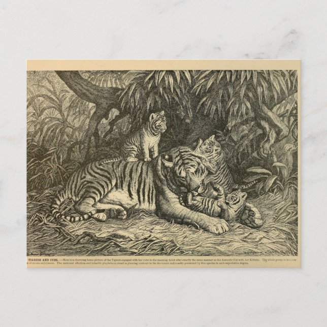 Postal Tiger Cub Ephemera Vintage Art (Anverso)