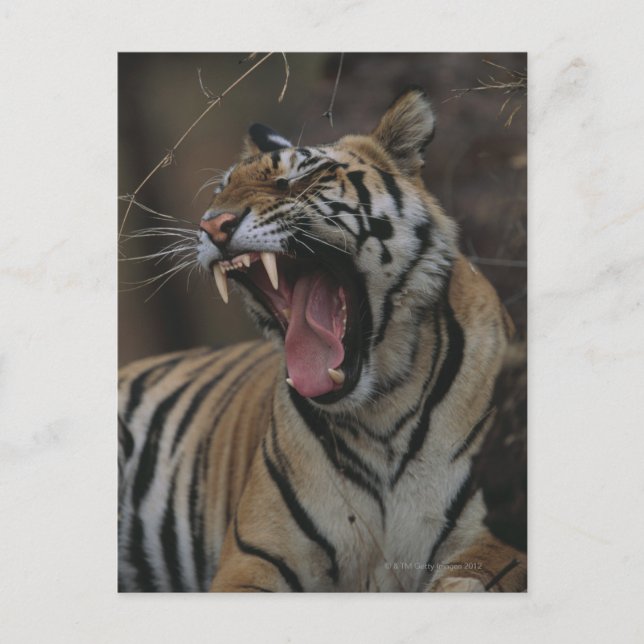 Postal Tiger Cub Yawning (Anverso)