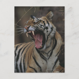 Postal Tiger Cub Yawning