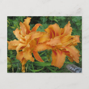 Postal Tiger Lily