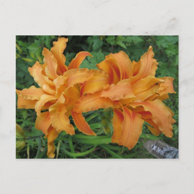 Postal Tiger Lily (Anverso)