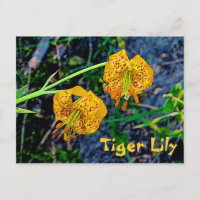 Tiger Lily