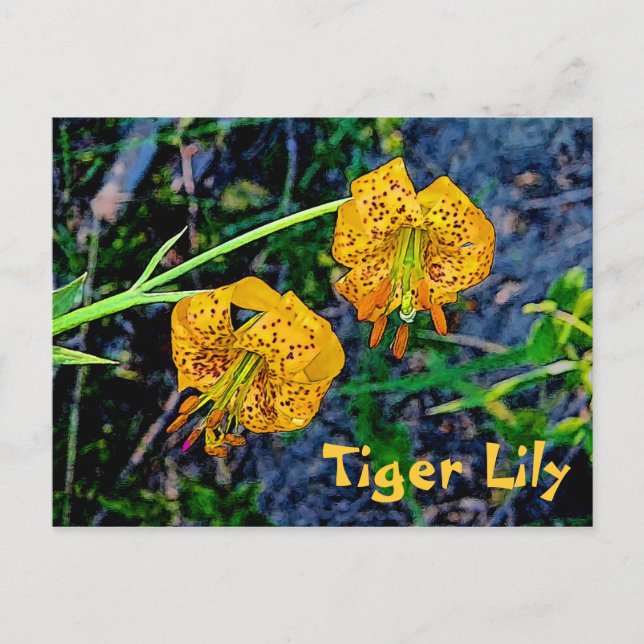 Postal Tiger Lily (Anverso)
