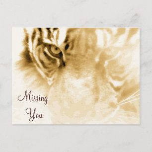 Postal ,Tiger Love_