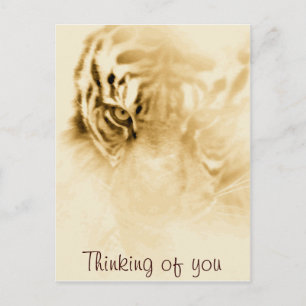 Postal ,Tiger Love_