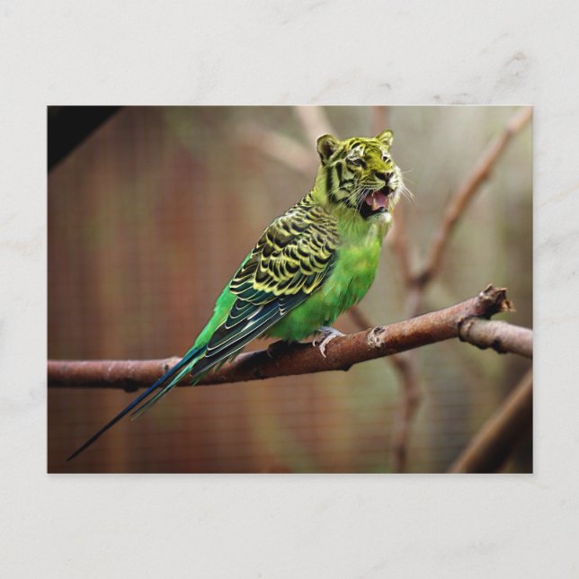 Postal Tiger Parakeet (Anverso)