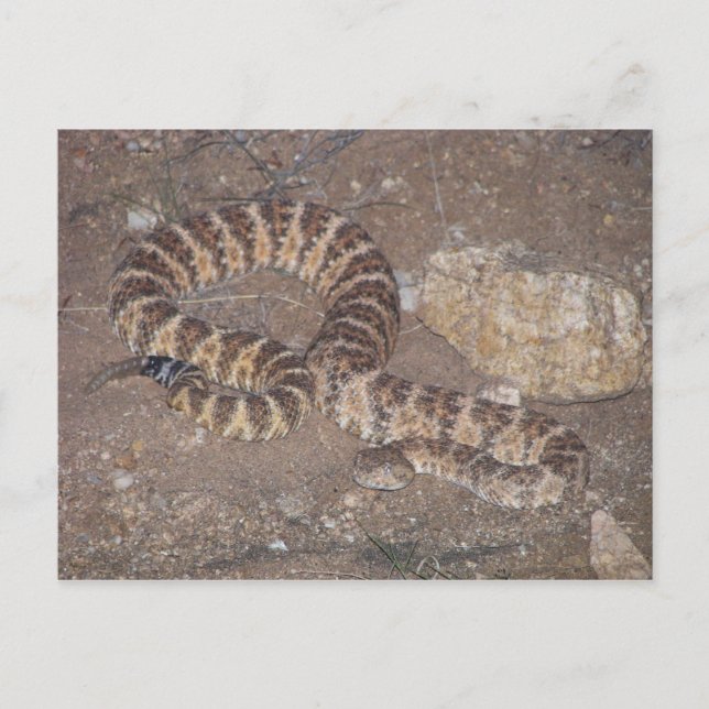 Postal Tiger Rattlesnake (Anverso)