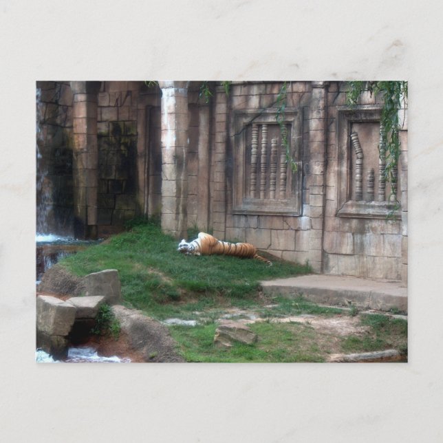 Postal Tiger Roll (Anverso)