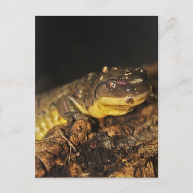 Postal Tiger Salamander (Anverso)