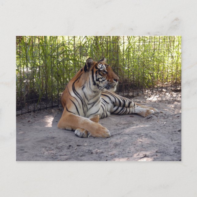 Postal tiger-sermonti-001 (Anverso)