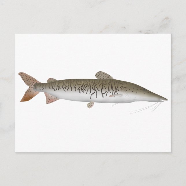 Postal Tiger Shovelnose Catfish (Anverso)
