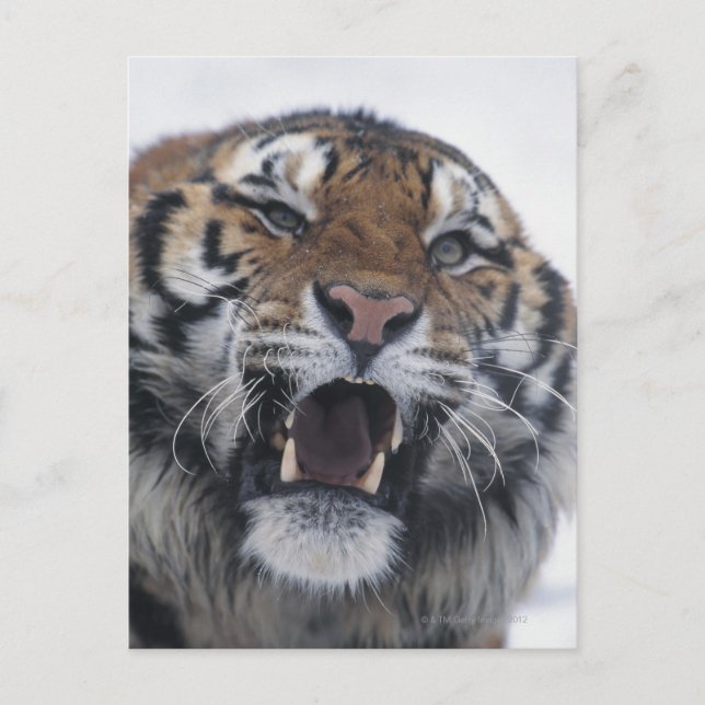 Postal Tiger Snarling Siberiano (Anverso)