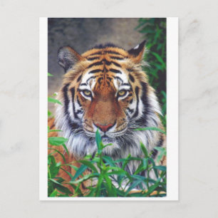 Postal Tiger Stare
