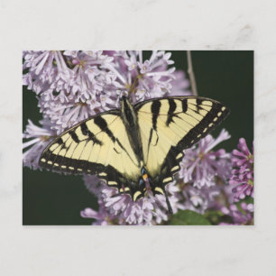 Postal Tiger Swallowtail