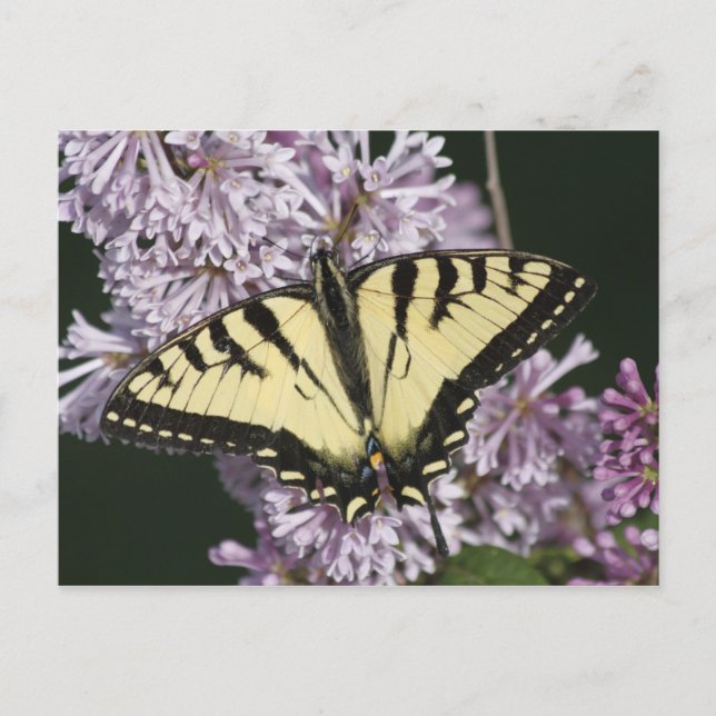 Postal Tiger Swallowtail (Anverso)