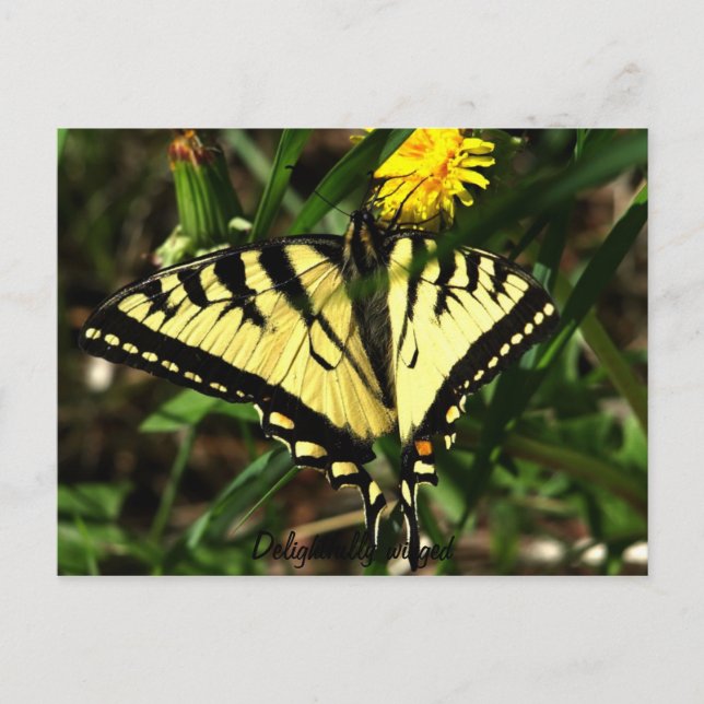Postal Tiger Swallowtail deliciosamente alada (Anverso)