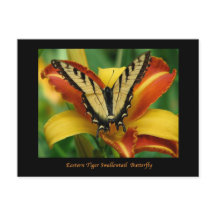 Tiger Swallowtail en Daylily