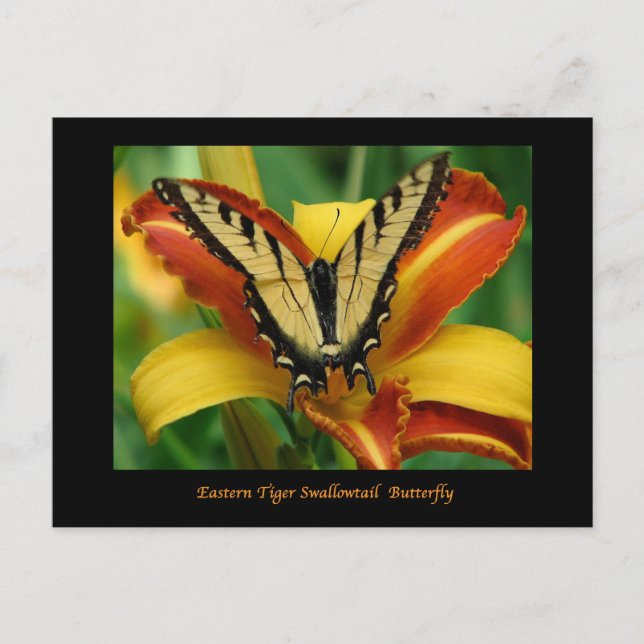 Postal Tiger Swallowtail en Daylily (Anverso)