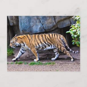 POSTAL TIGER WALK