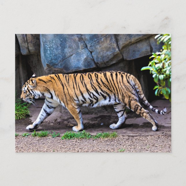 POSTAL TIGER WALK (Anverso)