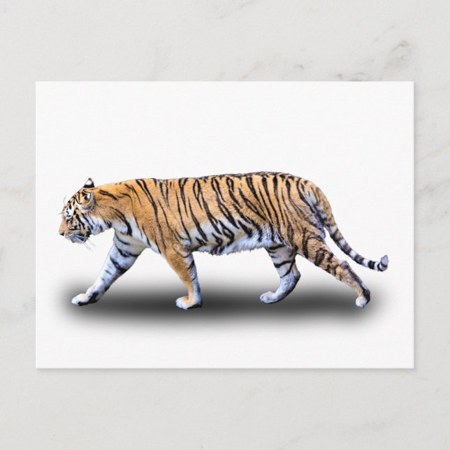 POSTAL TIGER WALK (Anverso)